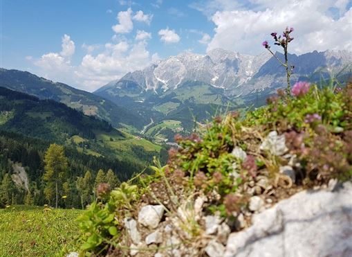 Eine malerische Berglandschaft mit grünen Wiesen und bunten Blumen im Vordergrund. Im Hintergrund sind majestätische Berge und ein blauer Himmel zu sehen.