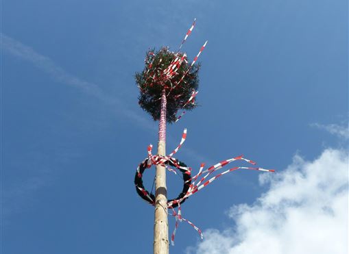 Ein Maibaum mit bunten Bändern und einer Tannenspitze. Der Himmel ist blau und klar.