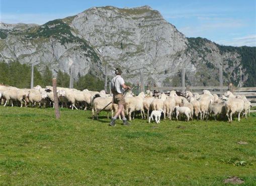 Ein Hirte führt eine Herde Schafe auf einer grünen Wiese. Im Hintergrund sind beeindruckende Berge zu sehen.