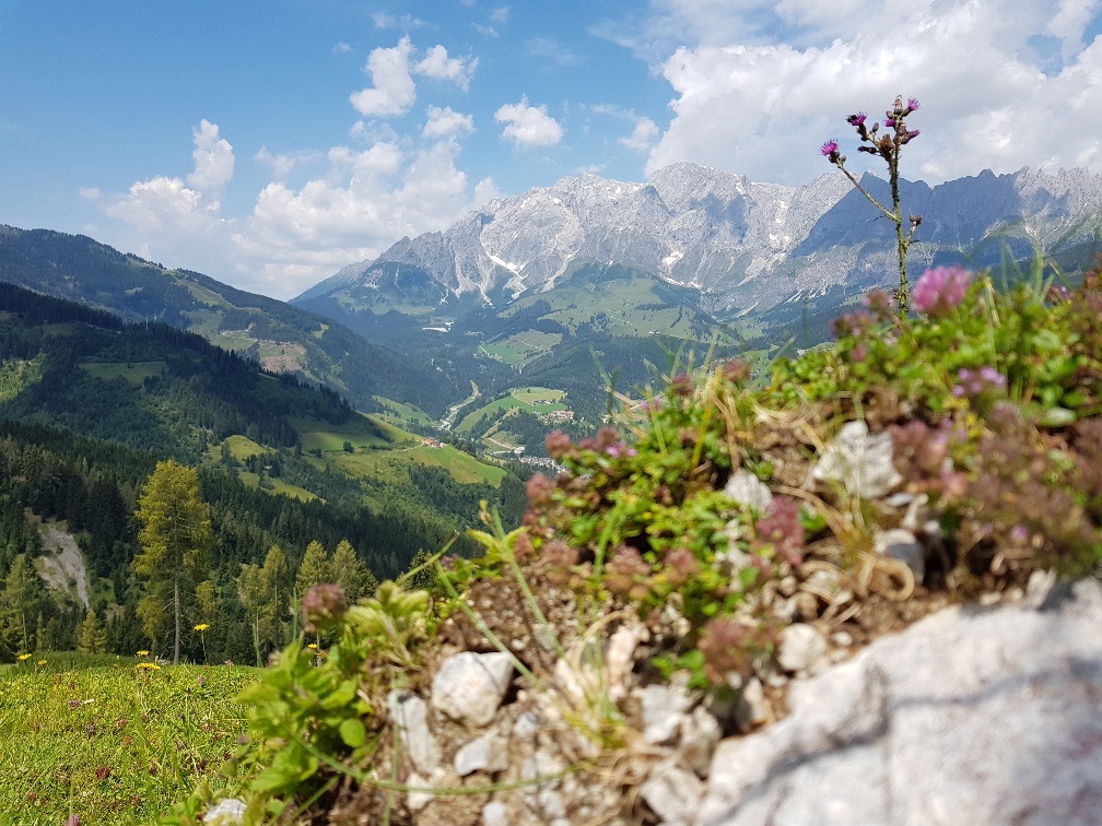 Genusswanderung, Karbachalm - Pronebenalm - Pauss - Mühlbach