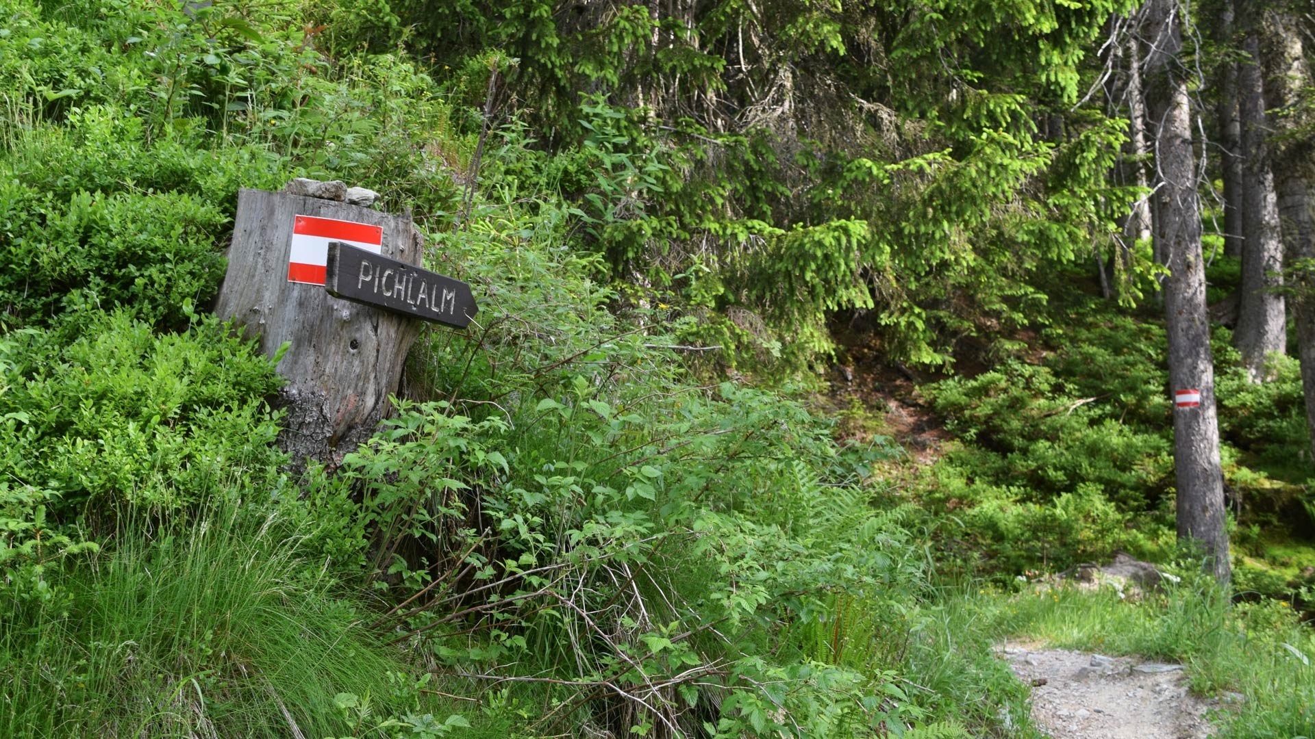 Almwanderung zur Pichlalm