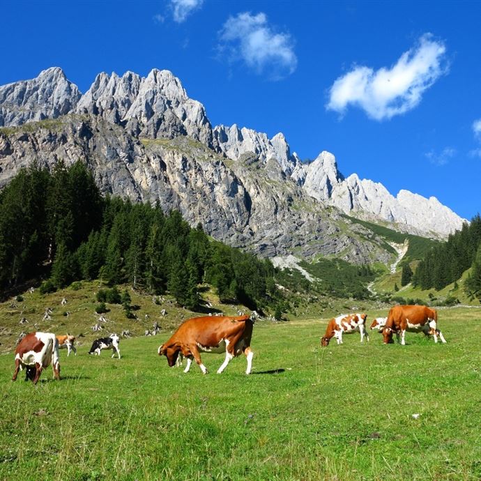 Via Alpina