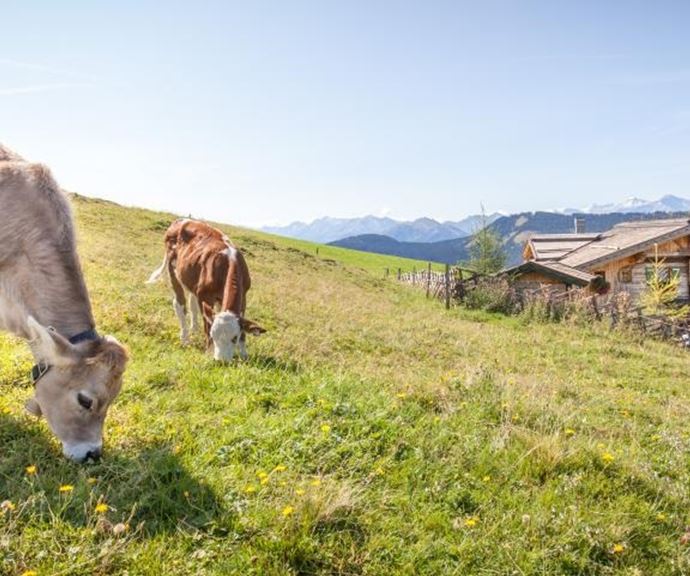 auf der Almwiese vor der Bürglalm