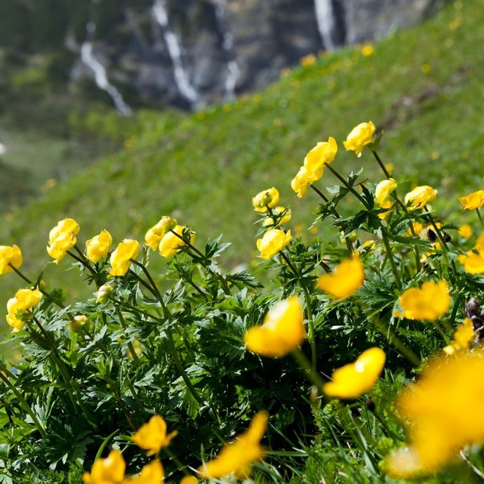 Über die Riedingalm ins Riedingtal