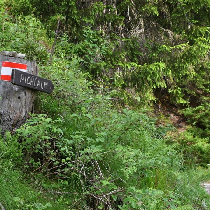 Almwanderung zur Pichlalm