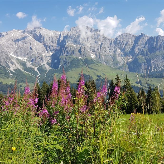 DEN KRÄUTERN AUF DER SPUR zur Tiergartenalm
