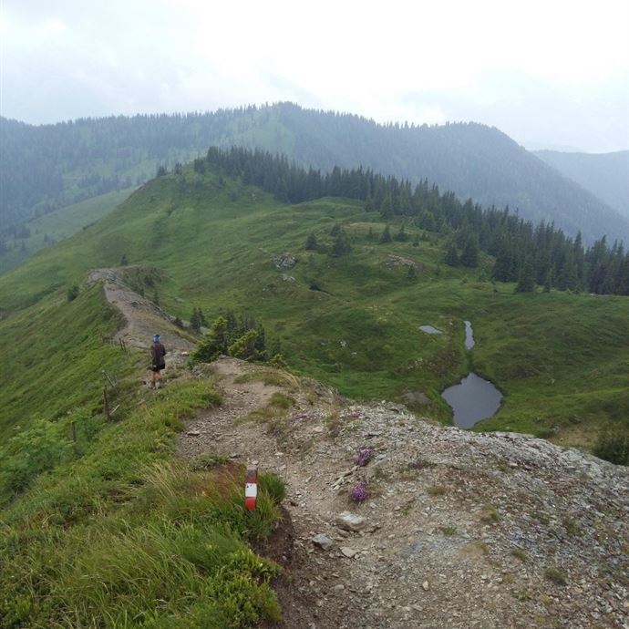 Weg vom St. Veitner Schneeberg in Richtung Gamskögerl